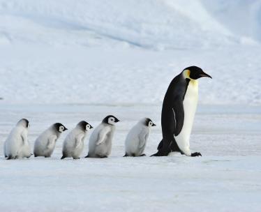 Polar Region Cruises