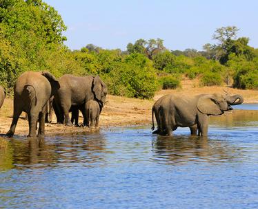 Chobe River Cruises
